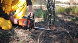 Best Leaf Removal  in Ramsey, MN