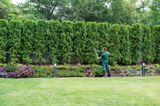 Best Lawn Pest Prevention  in Ramsey, MN