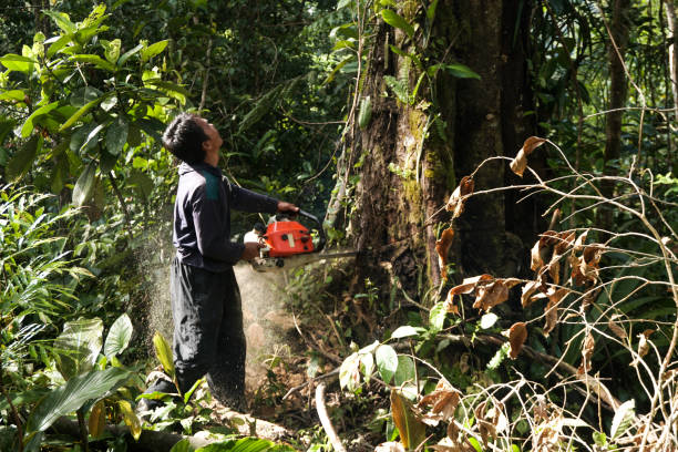 Best Tree and Shrub Care  in Ramsey, MN