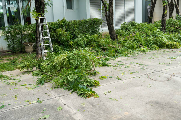 How Our Tree Care Process Works  in  Ramsey, MN