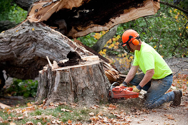 Best Commercial Tree Services  in Ramsey, MN