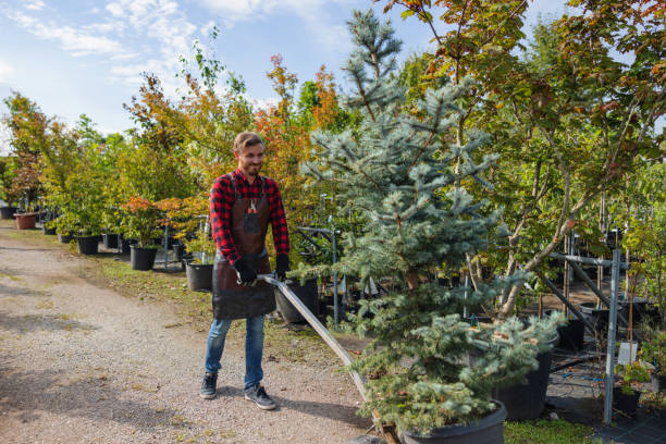  Ramsey, MN Tree Services Pros