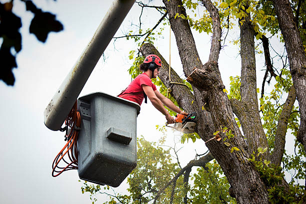 Best Tree Health Inspection  in Ramsey, MN