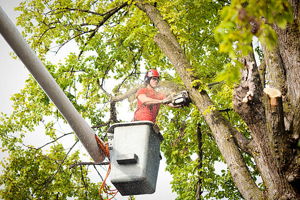 Best Palm Tree Trimming  in Ramsey, MN