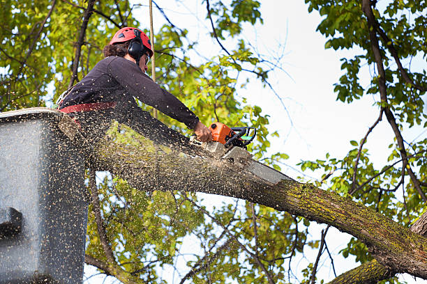 Best Arborist Consultation Services  in Ramsey, MN